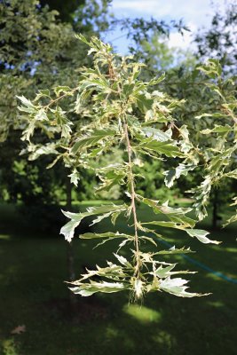 Quercus cerris 'Argenteovariegata' - dub cer - listy